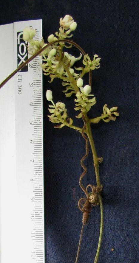 Serjania rhombea other