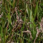 Persicaria decipiens
