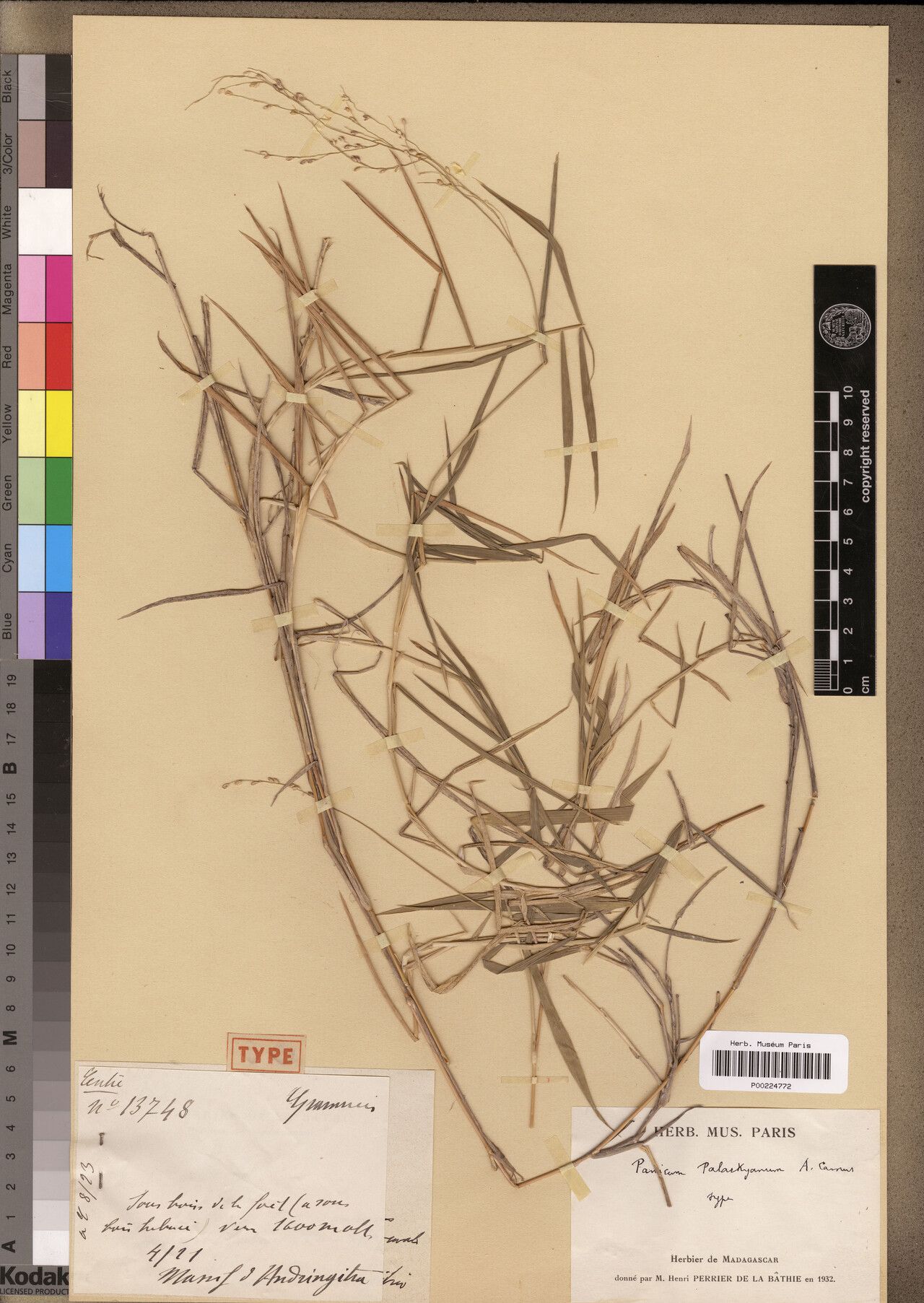 Panicum palackyanum — houseplant care guide