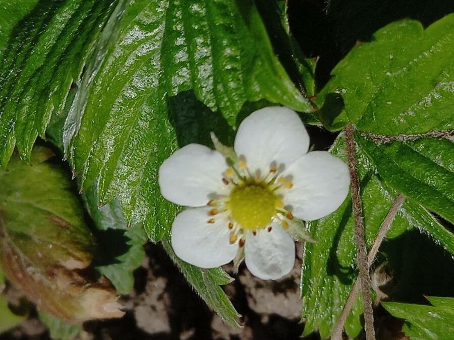 Fragaria x ananassa flower