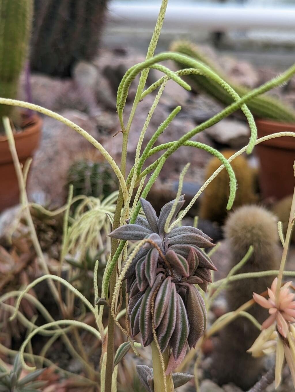 Peperomia strawii flower