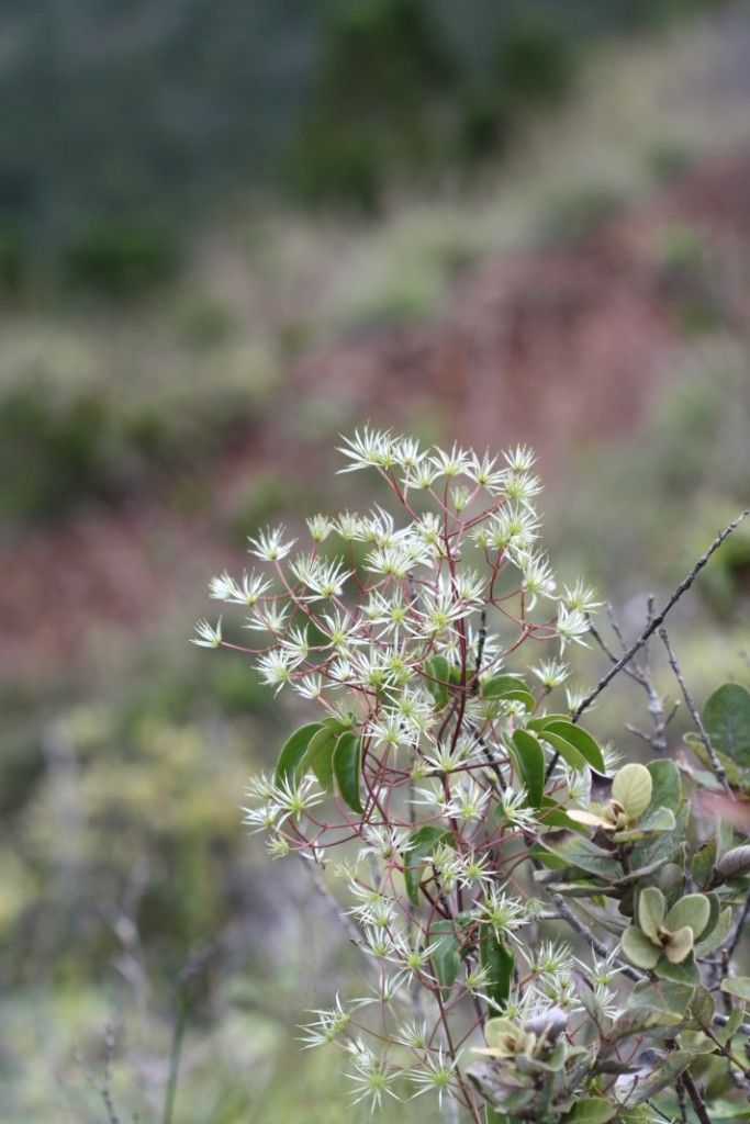Clematis novocaledoniaensis fruit