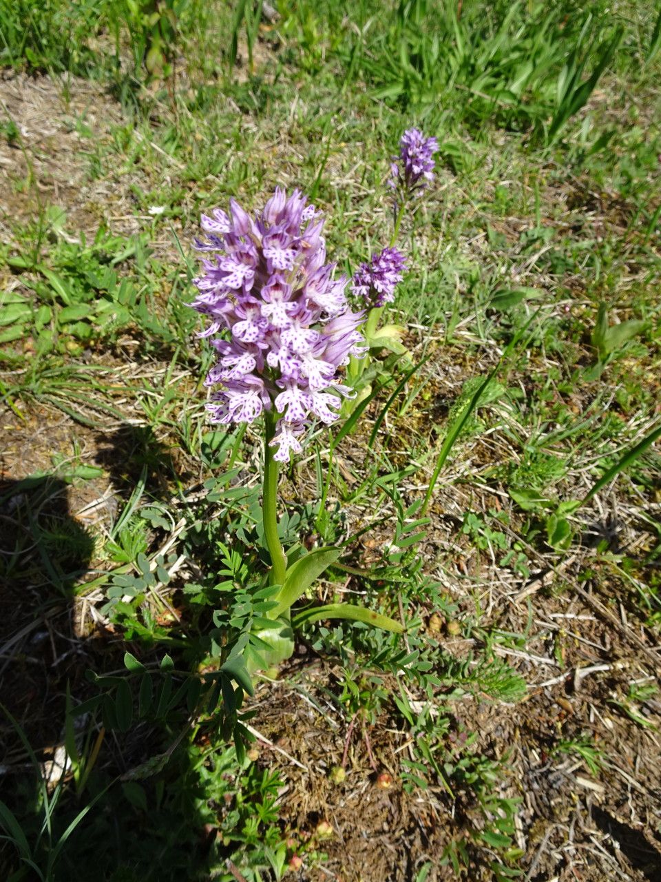 Neotinea tridentata bark