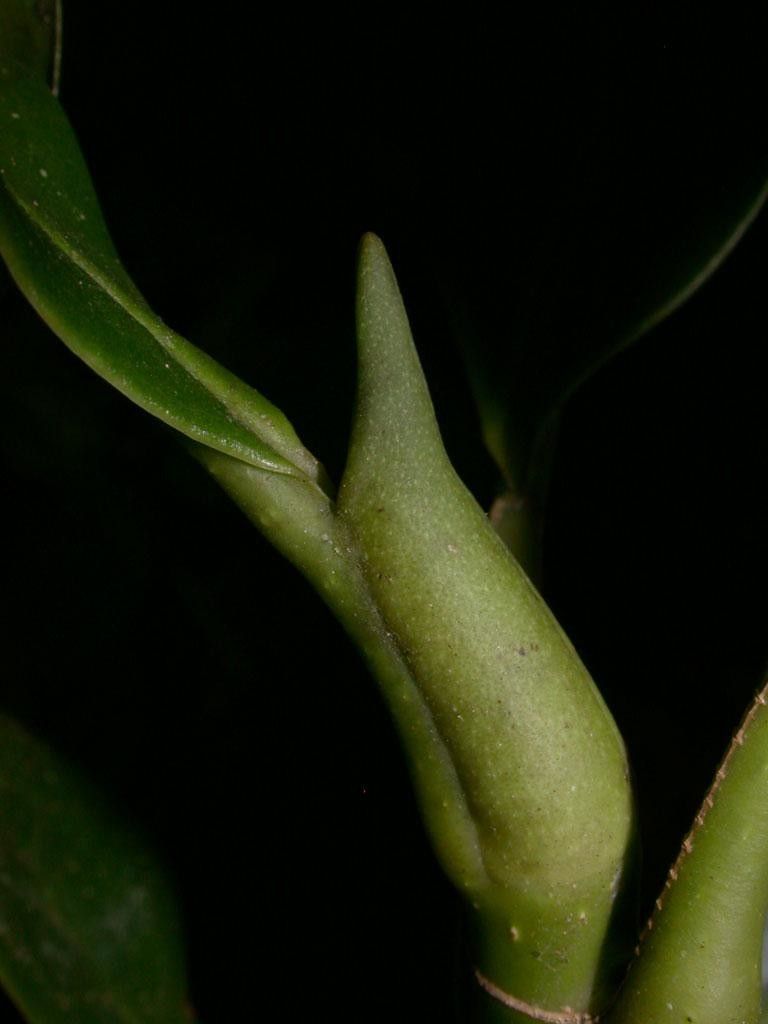 Magnolia inbioana bark