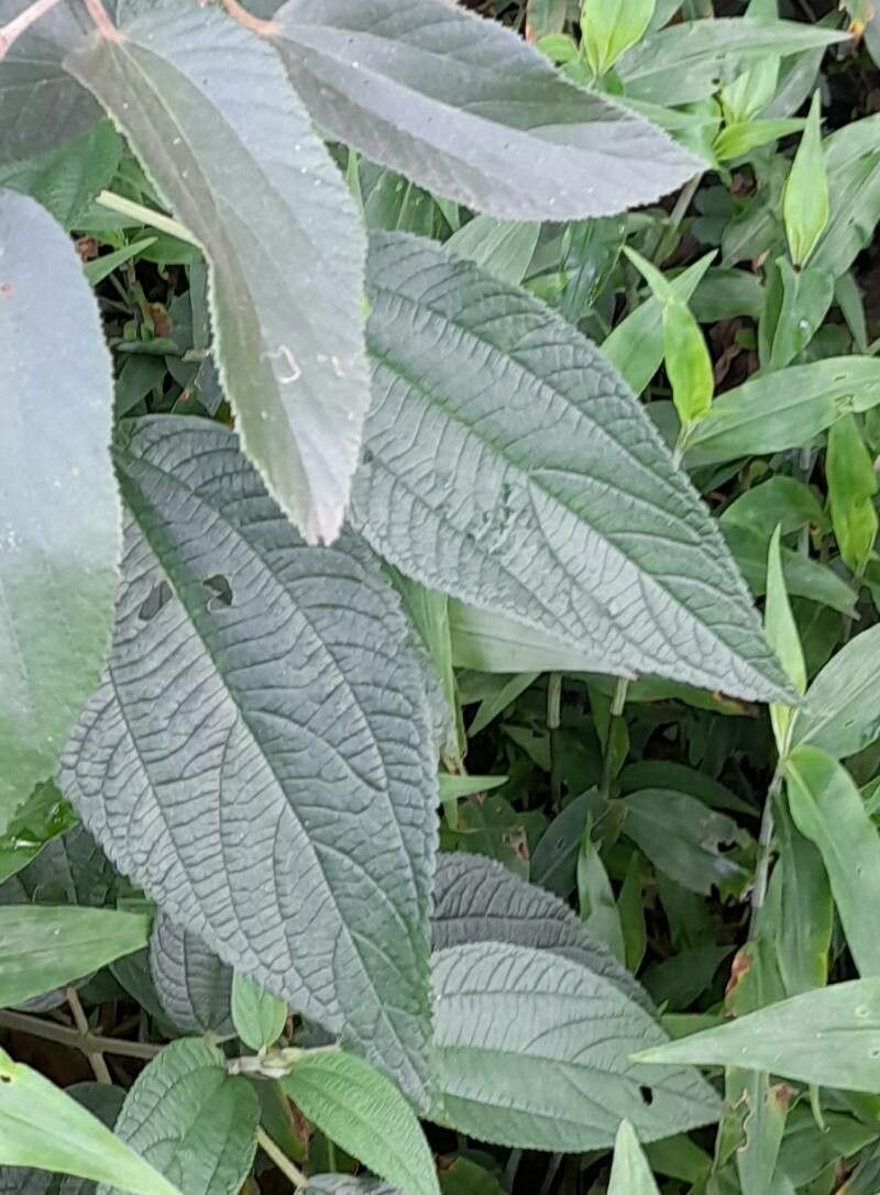 Luehea divaricata — houseplant care guide