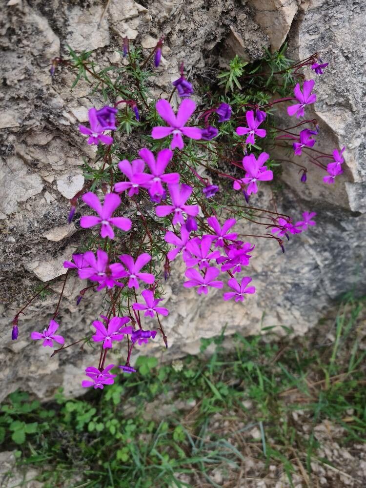 Viola cazorlensis — search result for 'Viola'