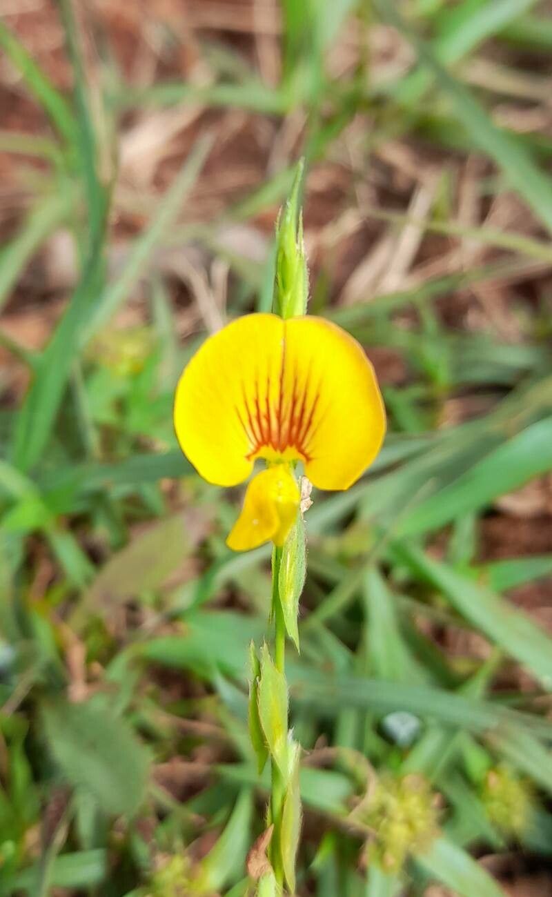 Zornia latifolia flower