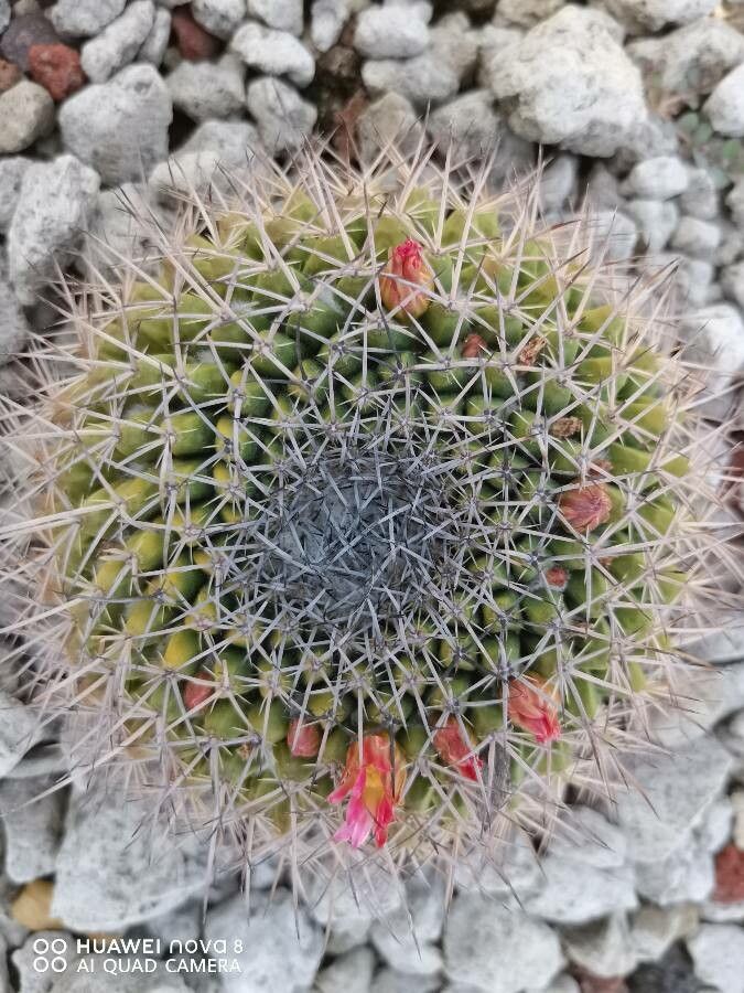 Mammillaria gigantea flower