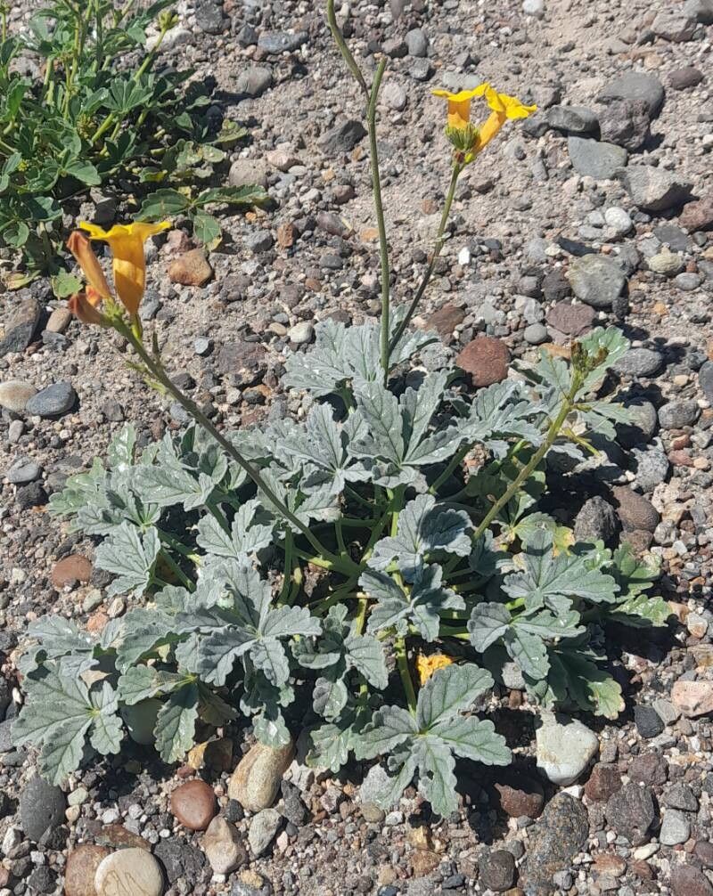 Argylia robusta habit