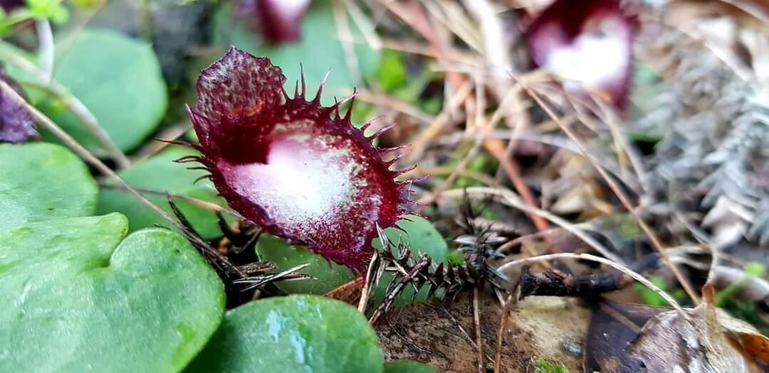 Corybas fimbriatus — related species from the same genus