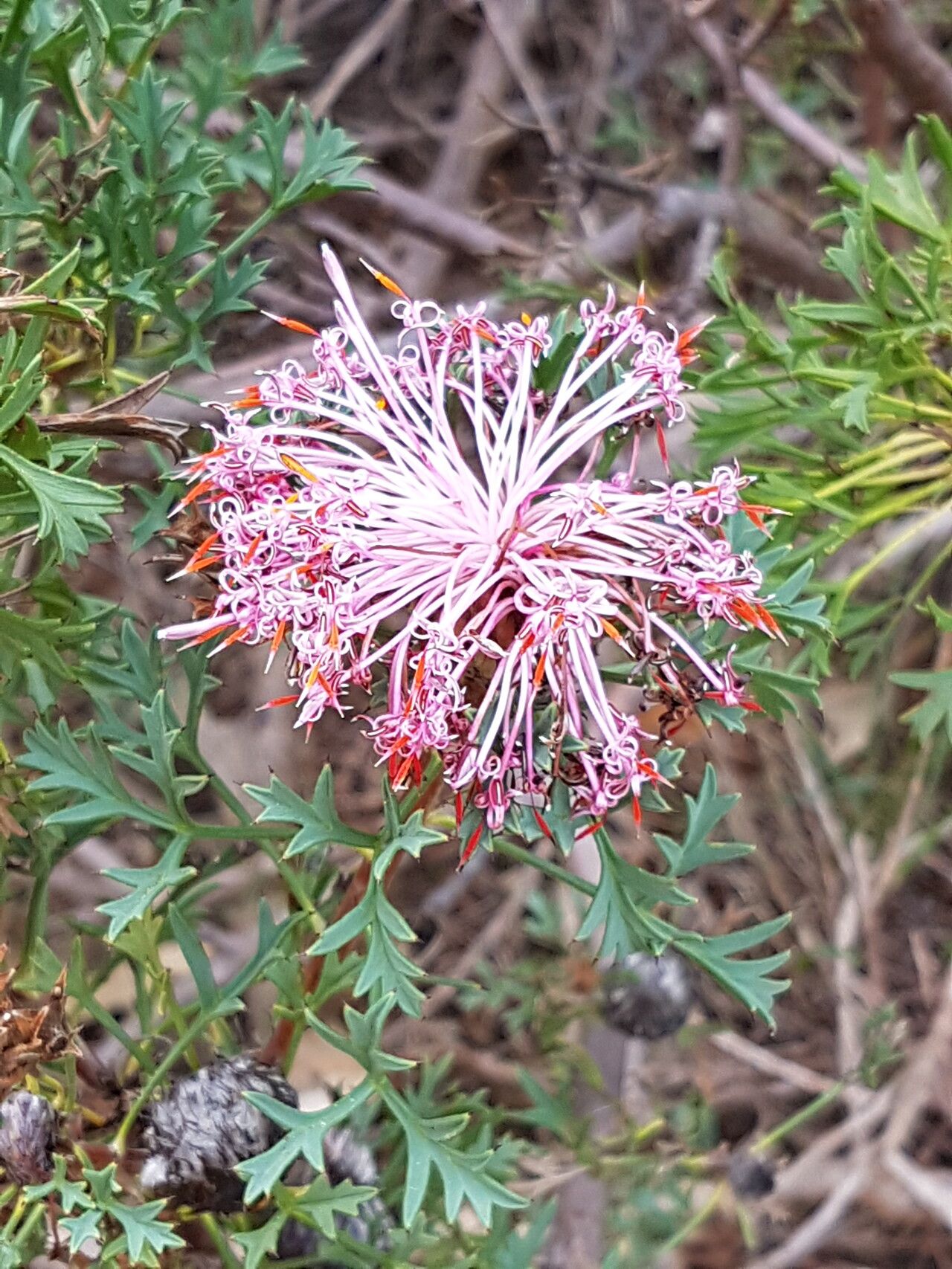 Isopogon dubius — related species from the same genus