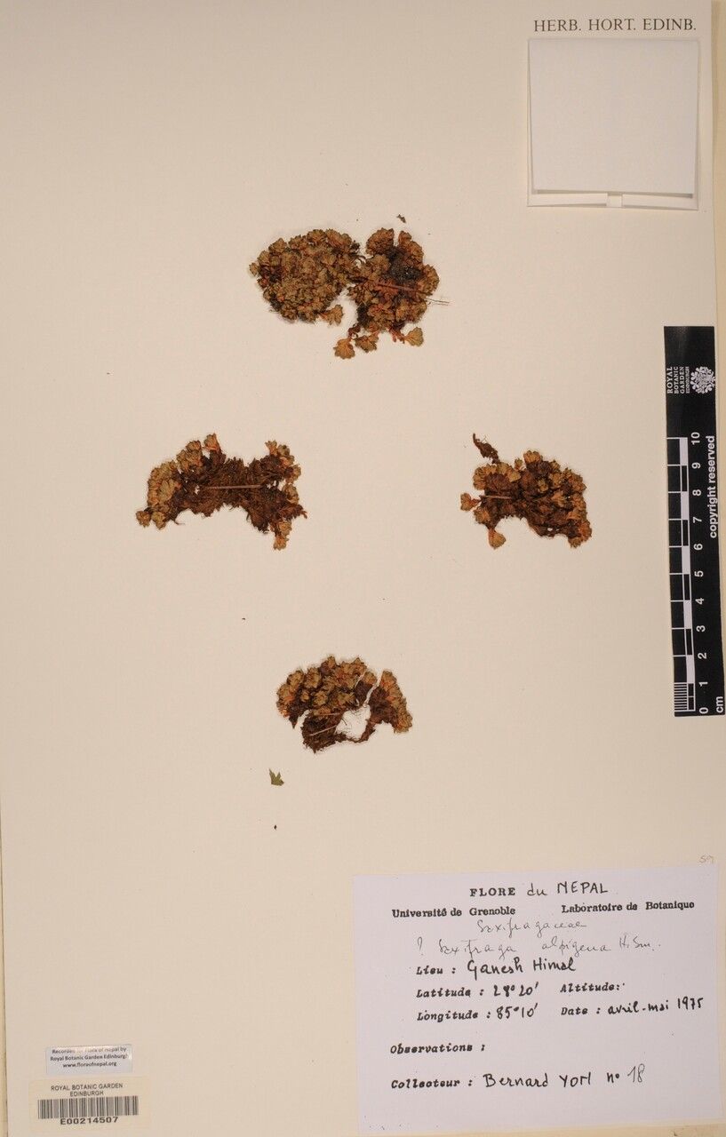 Saxifraga alpigena other