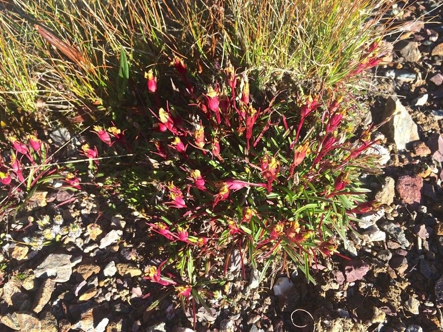 Dianthus glacialis fruit