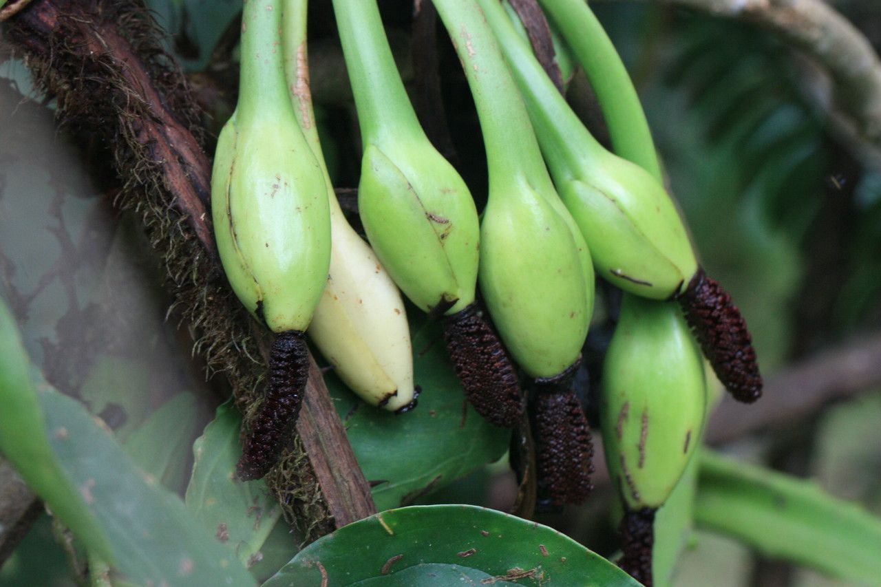 Syngonium hoffmannii fruit