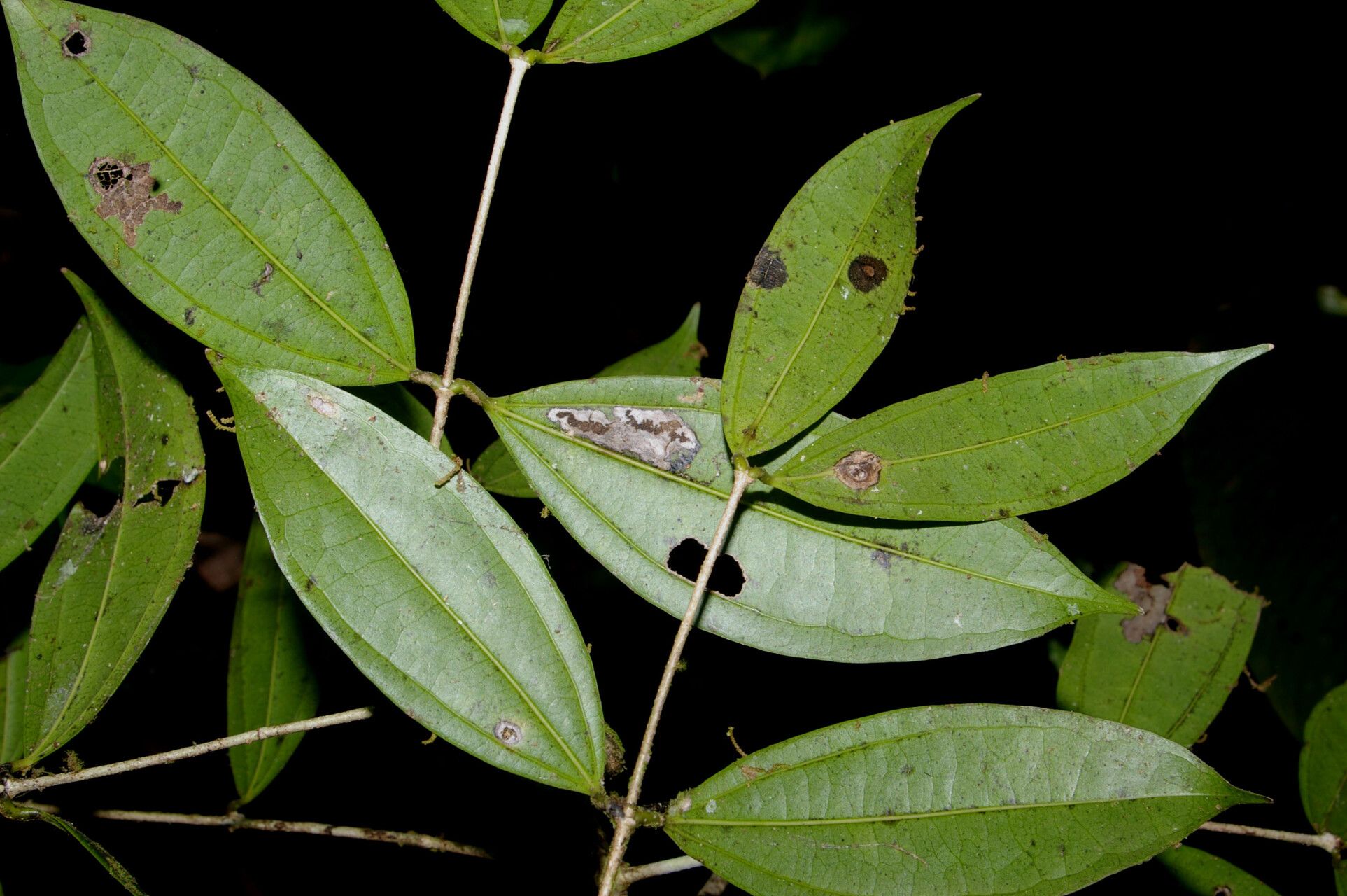 Strychnos chlorantha — houseplant care guide