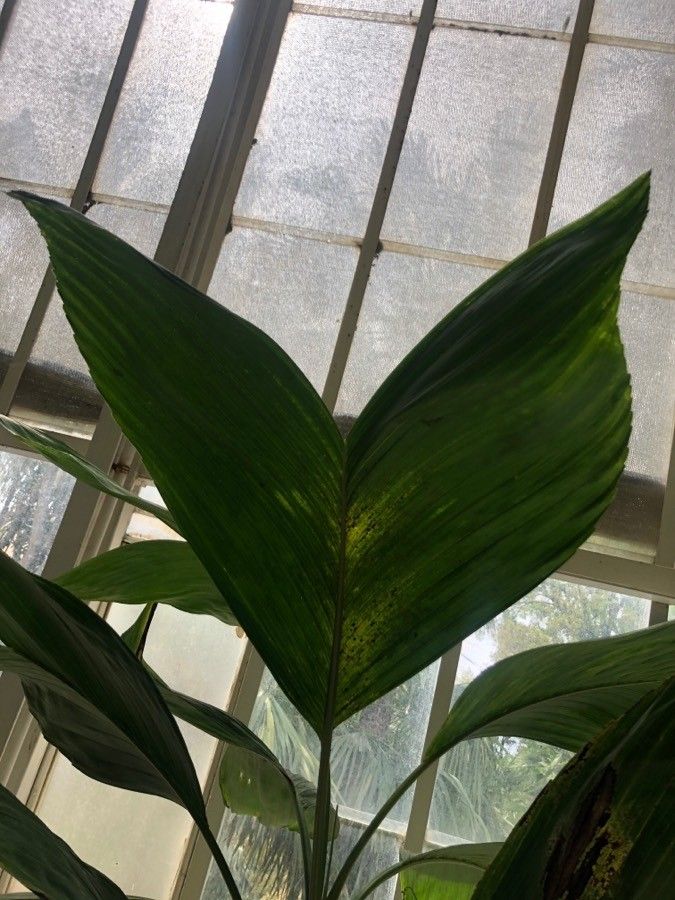 Chamaedorea ernesti-augusti