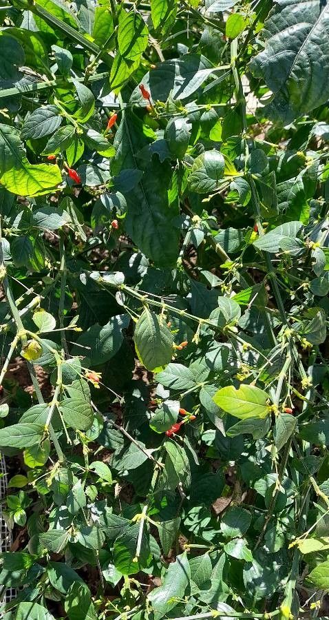 Ruellia brevifolia habit