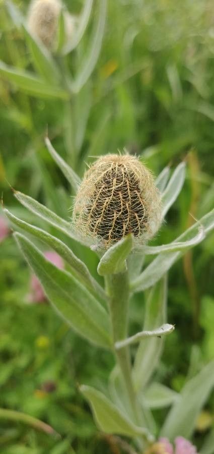 Centaurea uniflora fruit