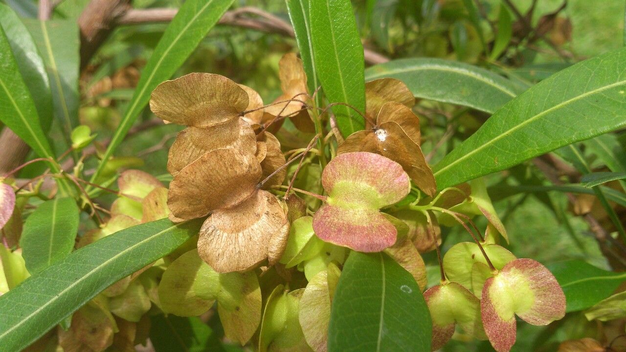 Dodonaea viscosa fruit