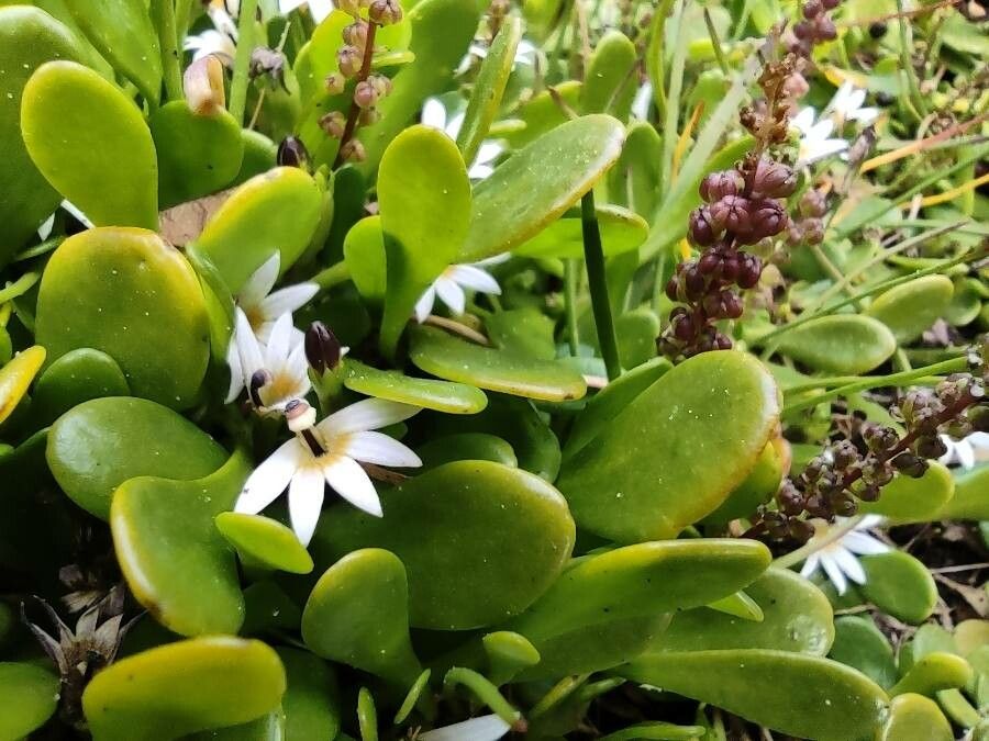 Scaevola plumieri flower