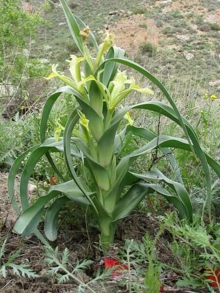 Iris magnifica — large blooms houseplant