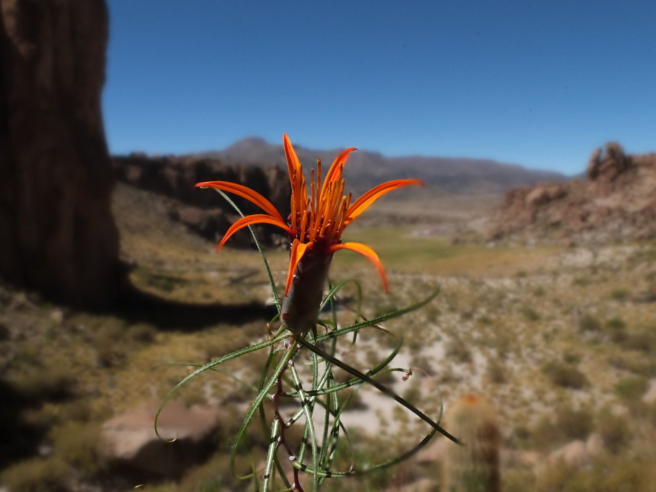 Mutisia friesiana flower
