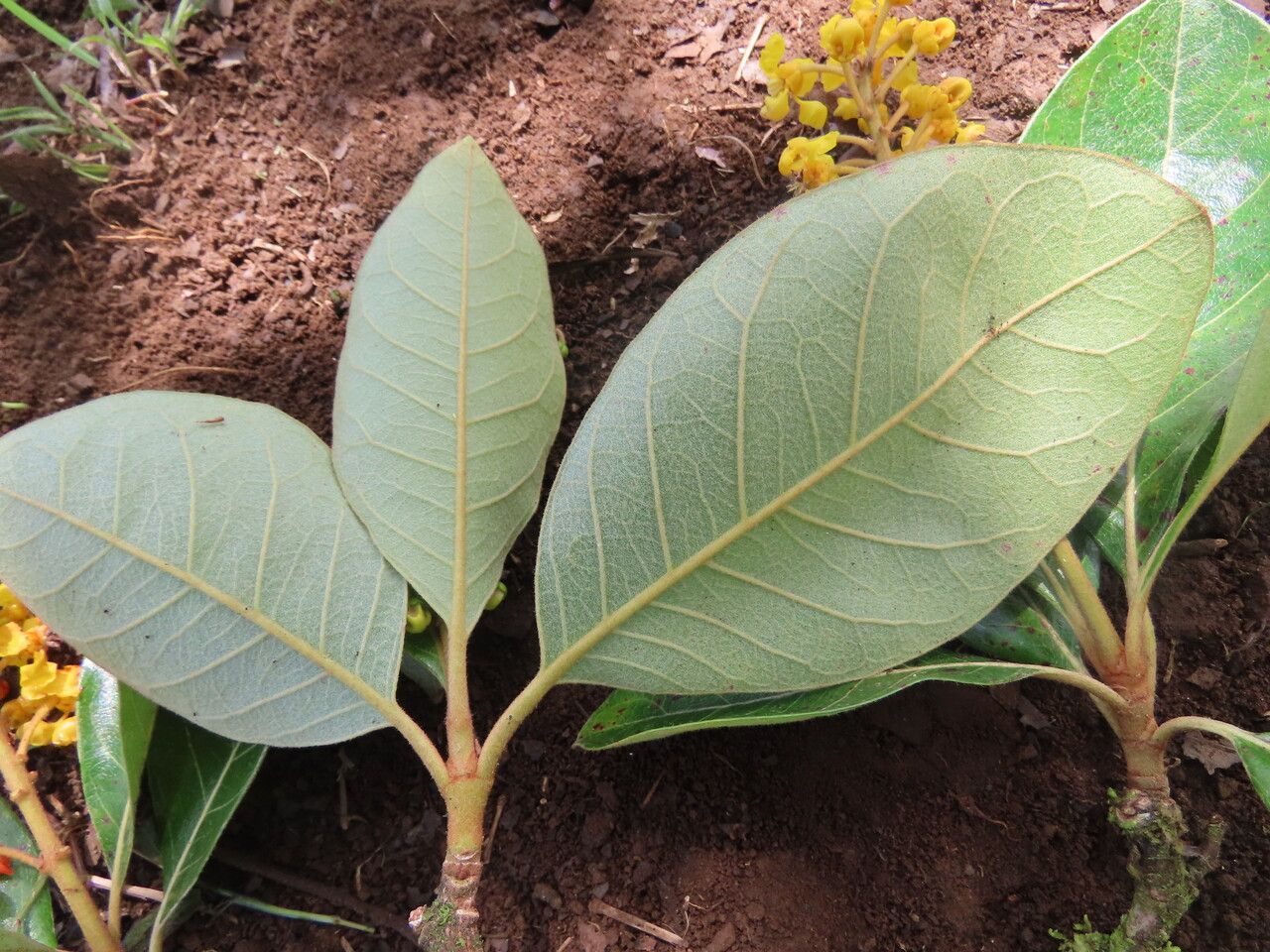 Byrsonima crassifolia — unique fruits houseplant