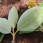 Byrsonima crassifolia