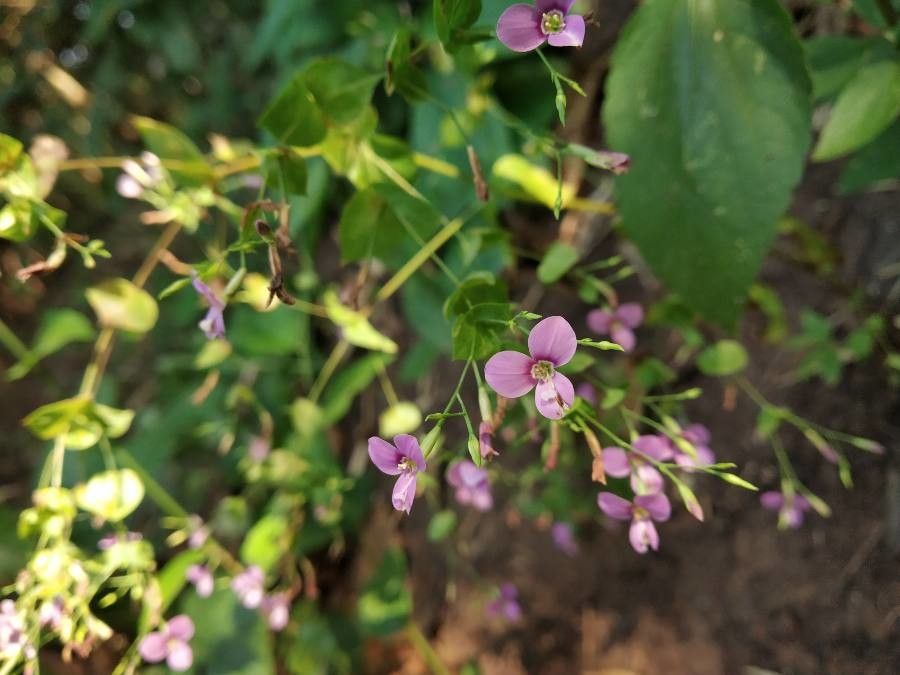 Canscora diffusa — related species from the same genus