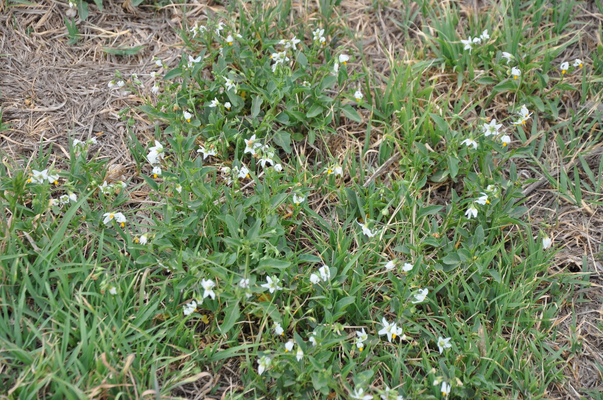 Solanum pygmaeum habit