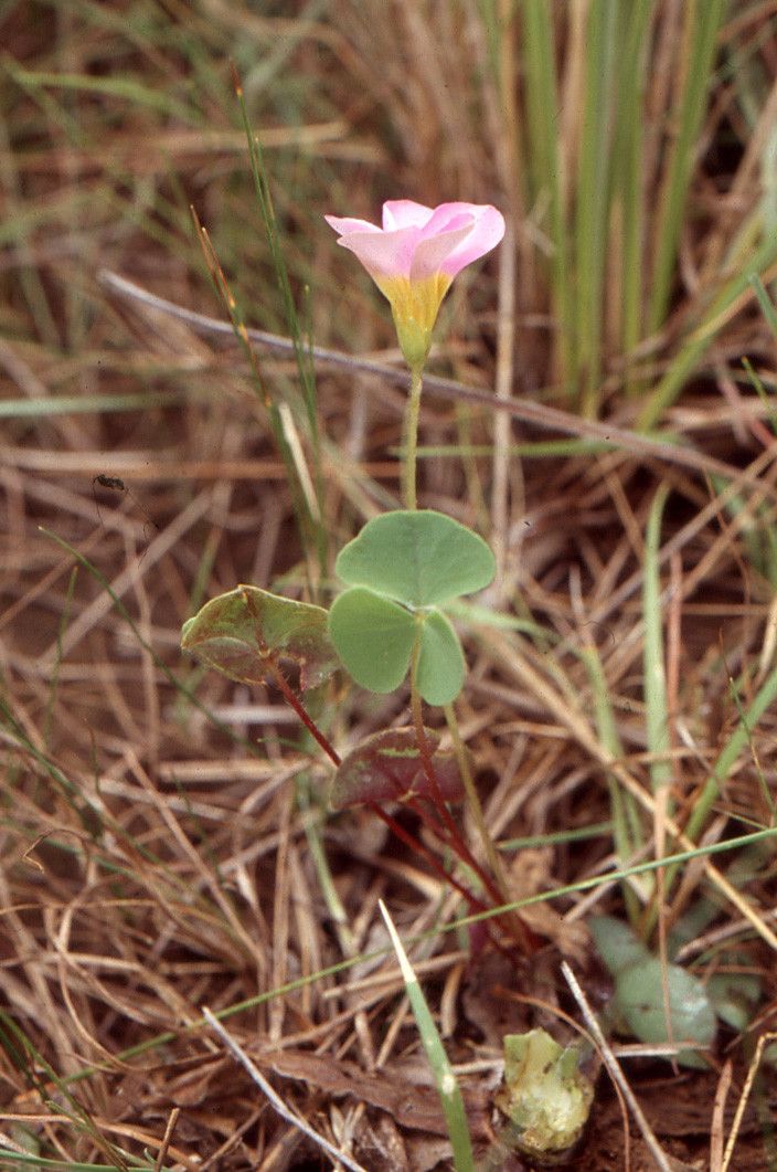 Oxalis obliquifolia habit