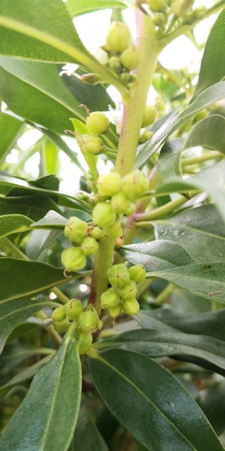 Myoporum tetrandrum fruit