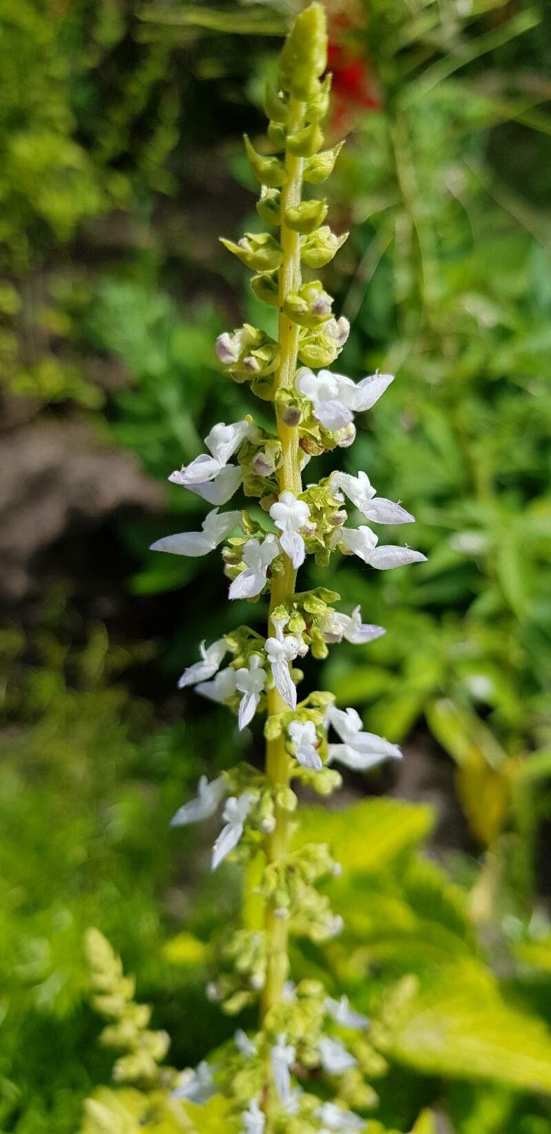 Coleus australis flower