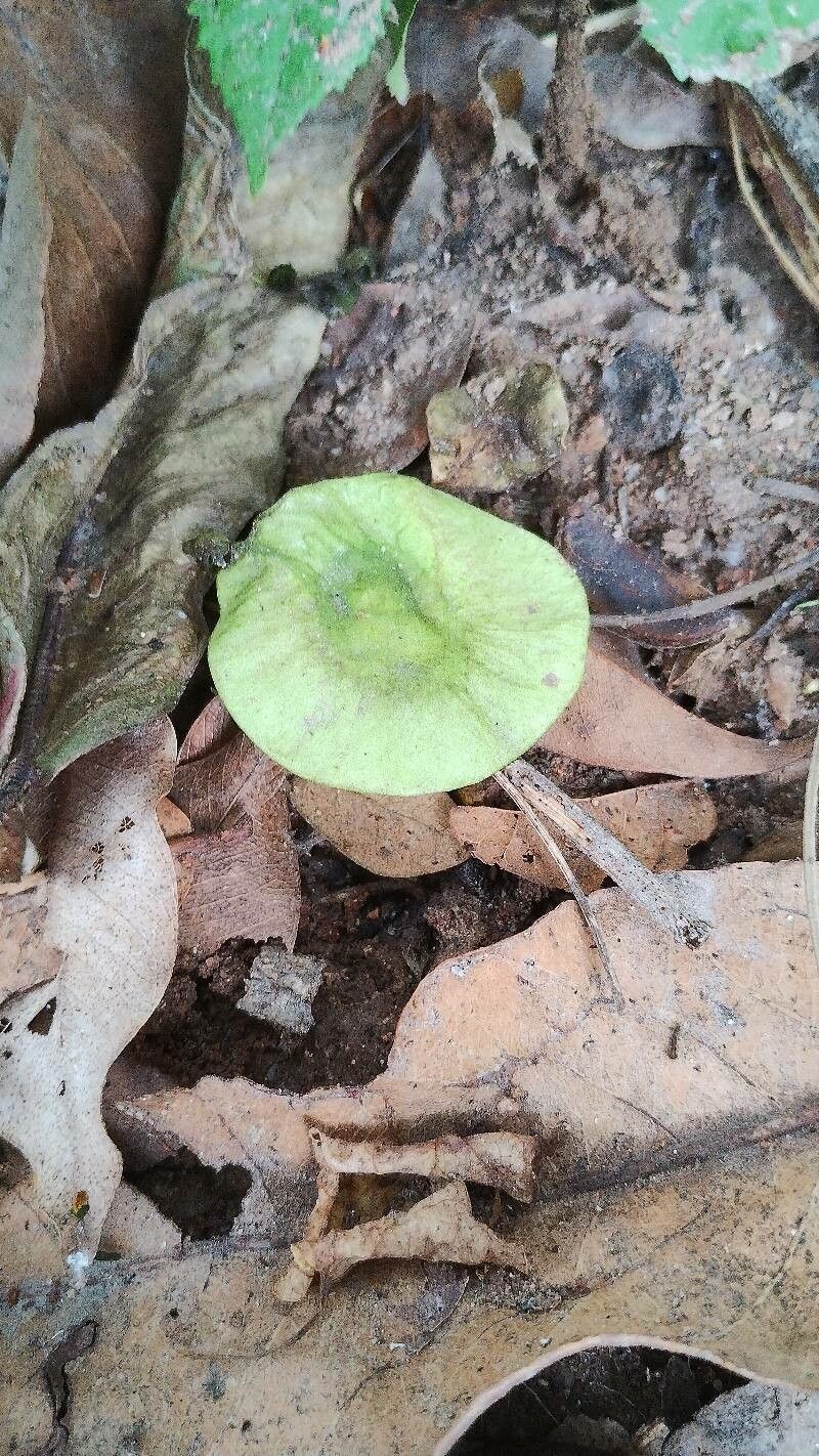 Pterocarpus macrocarpus fruit