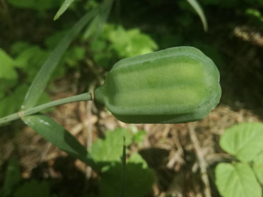 Fritillaria involucrata fruit