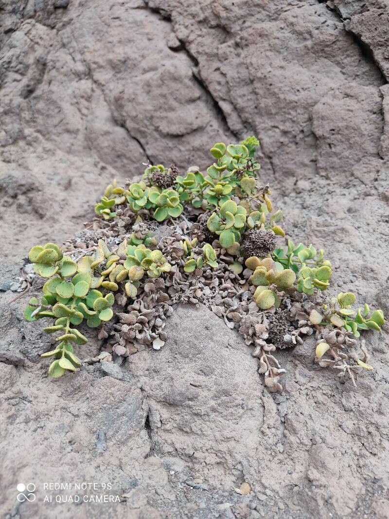 Polycarpaea carnosa habit