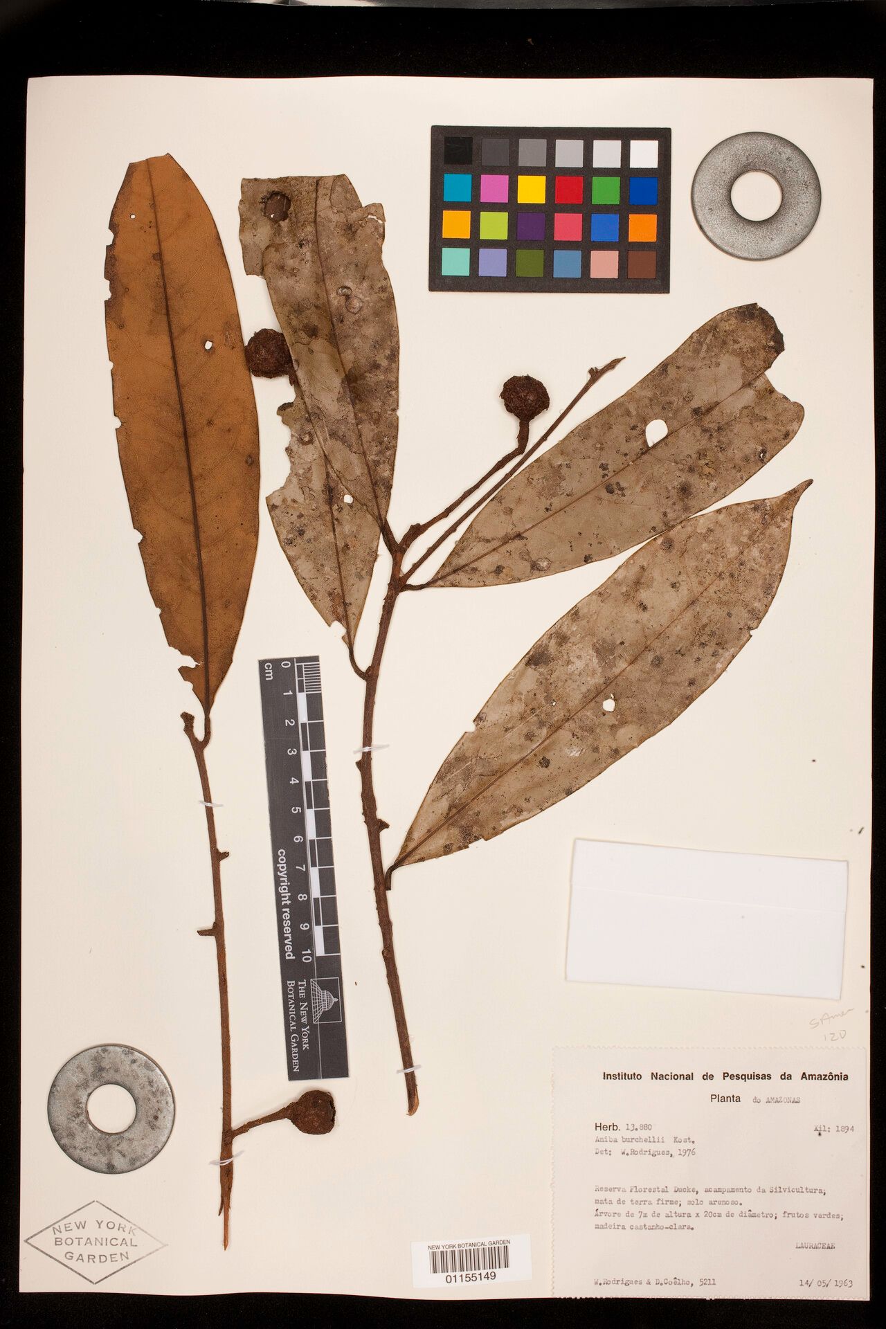 Aniba burchellii fruit