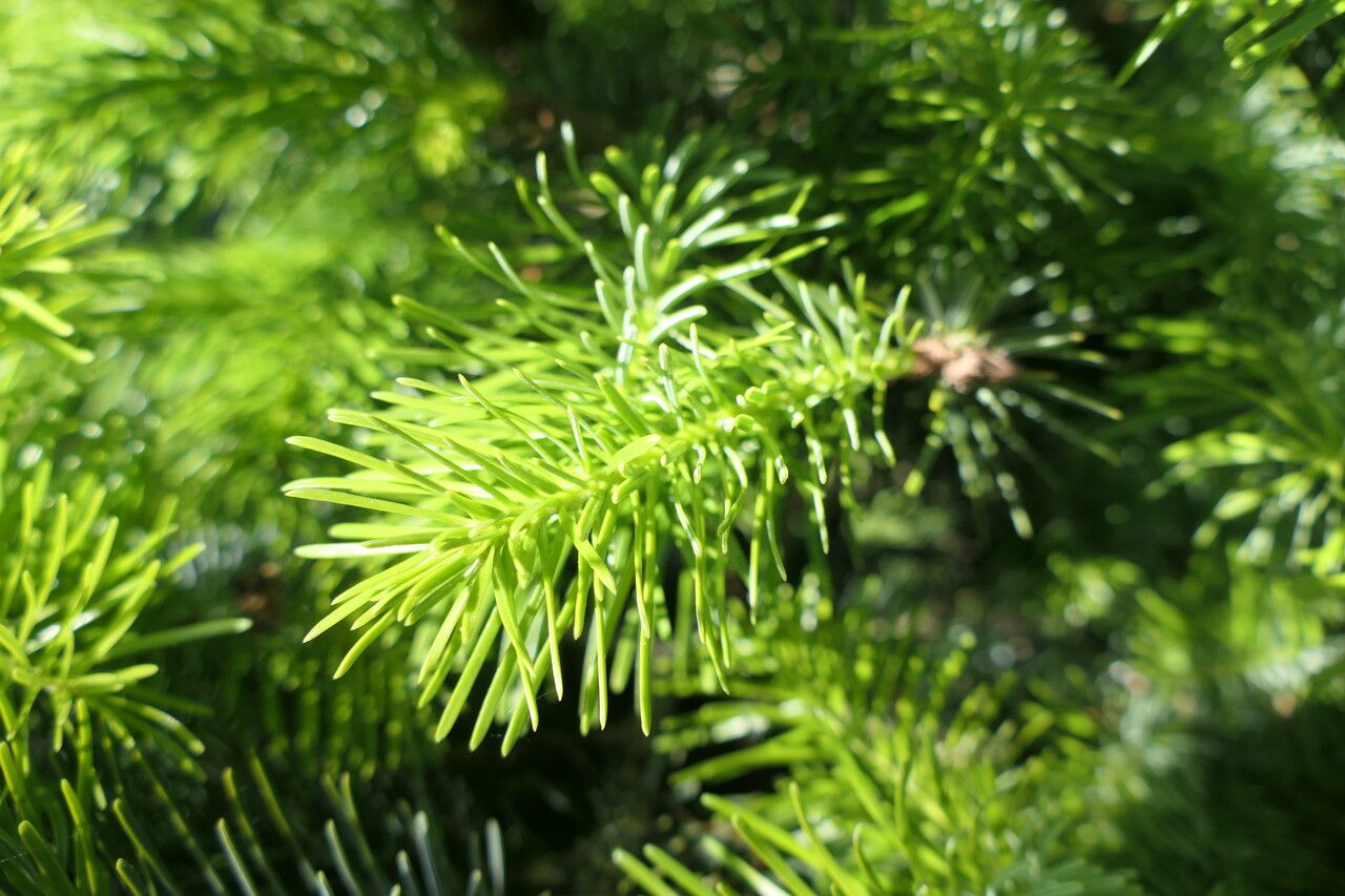 Abies cilicica — search result for 'Pinaceae'