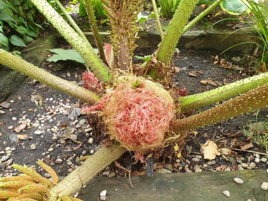Gunnera manicata fruit