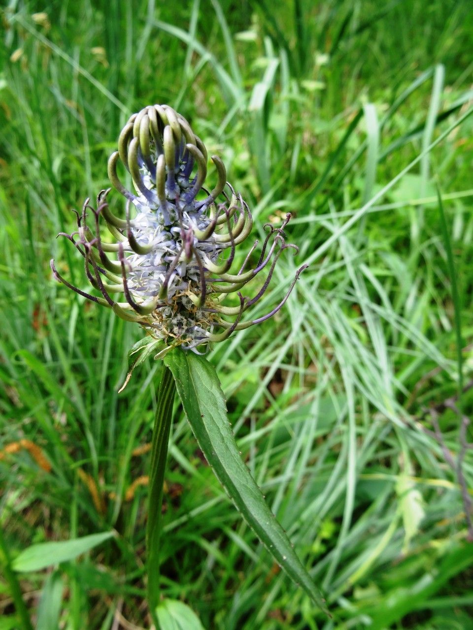Phyteuma pyrenaicum fruit