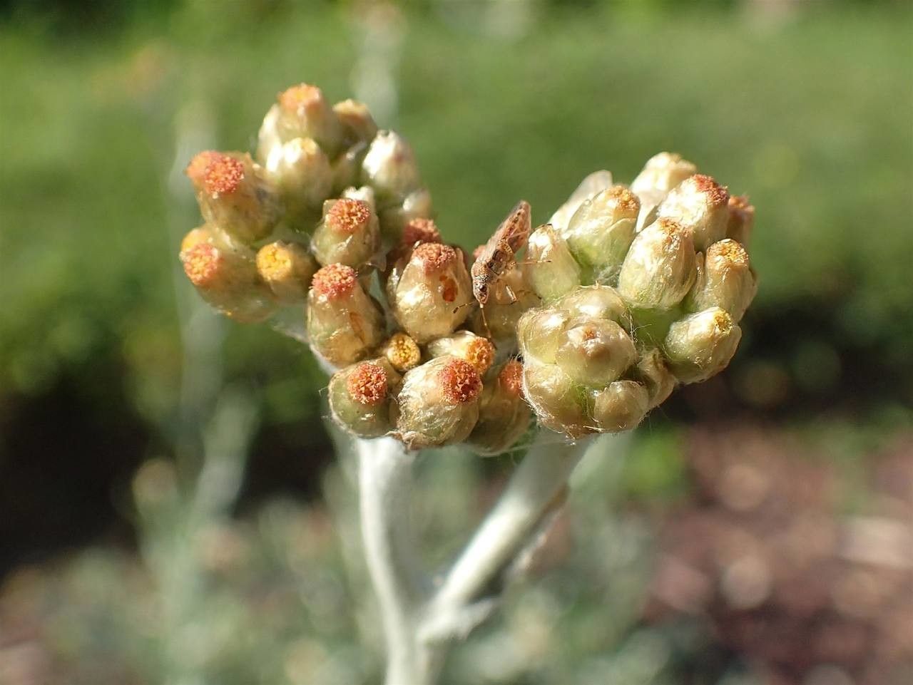 Laphangium luteoalbum fruit