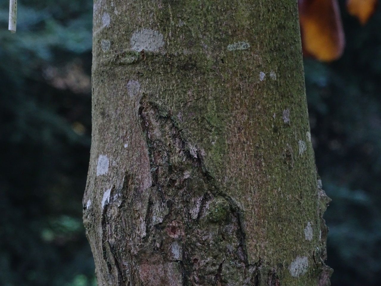 Magnolia sprengeri bark
