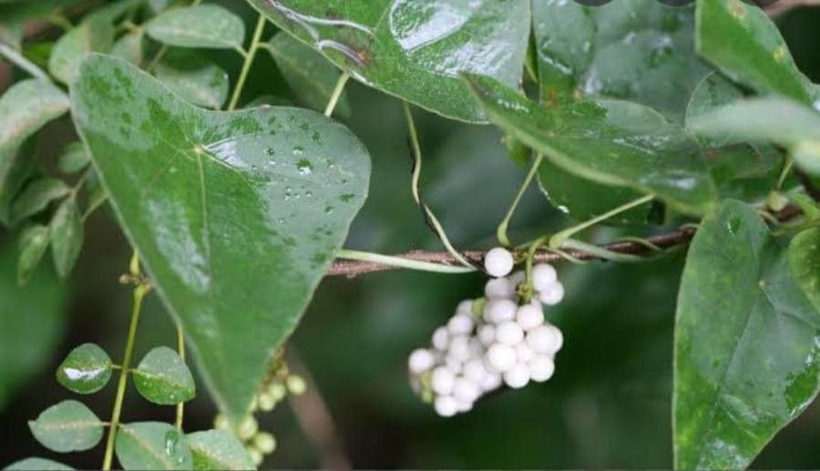 Cyclea peltata fruit