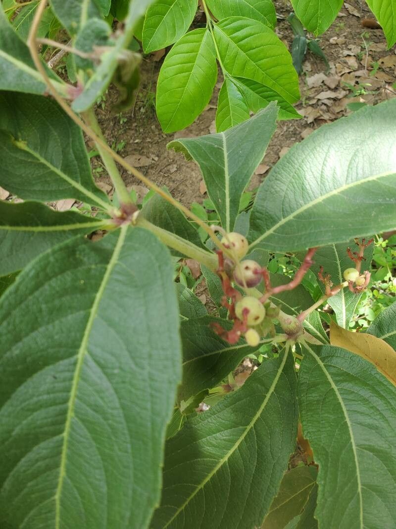 Cyphostemma crotalarioides — houseplant care guide