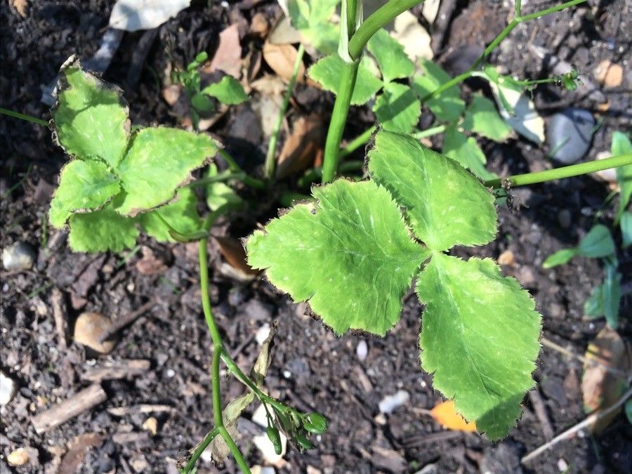 Cryptotaenia japonica — houseplant care guide