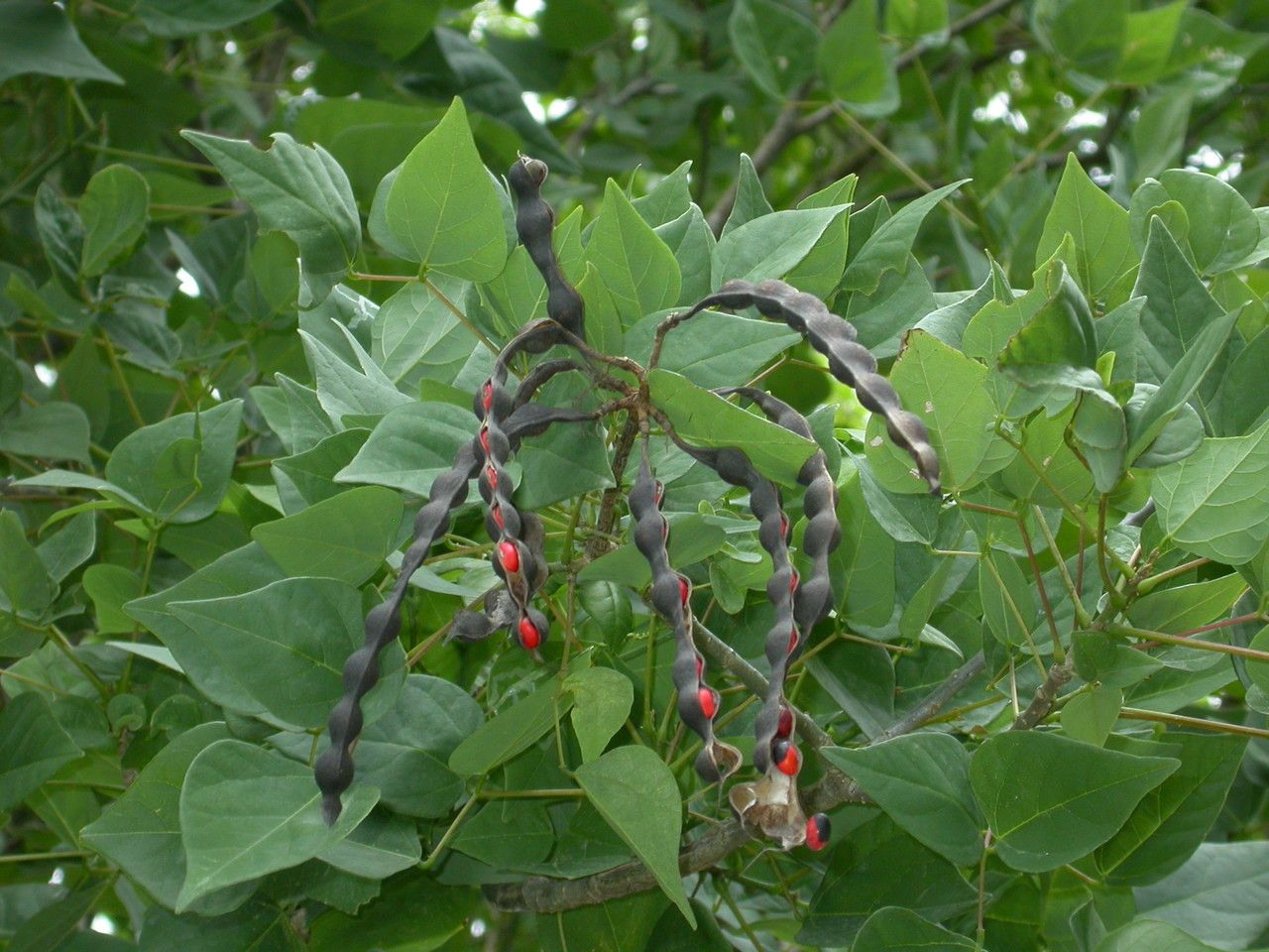 Erythrina corallodendron fruit