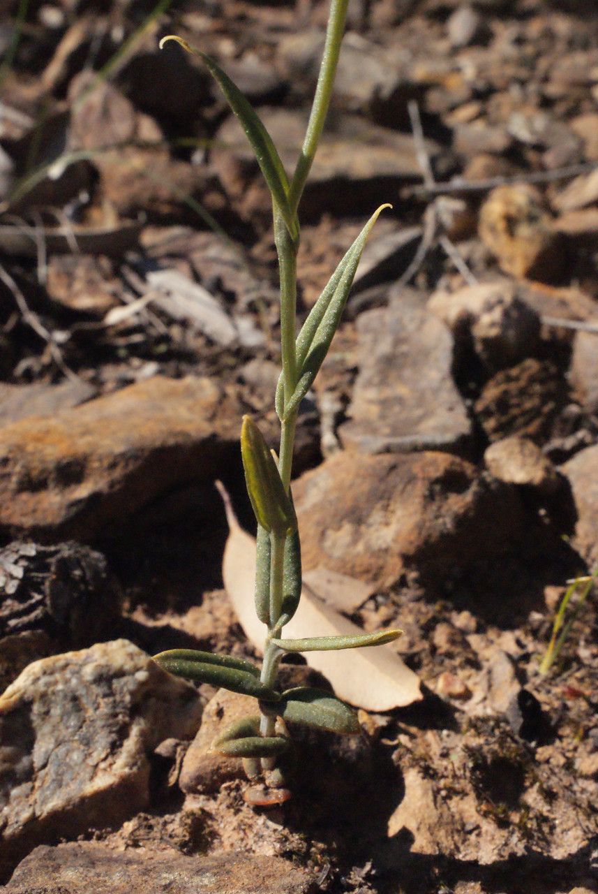 Pterostylis recurva leaf