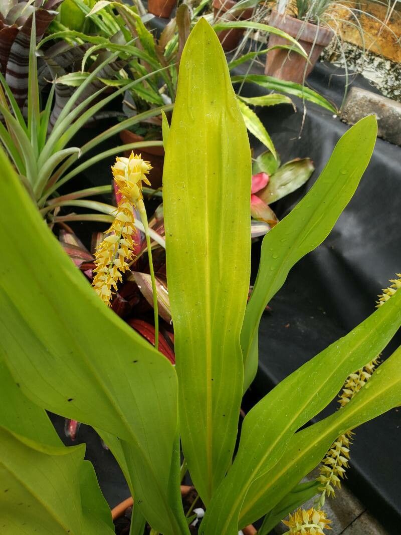Dendrochilum magnum — houseplant care guide