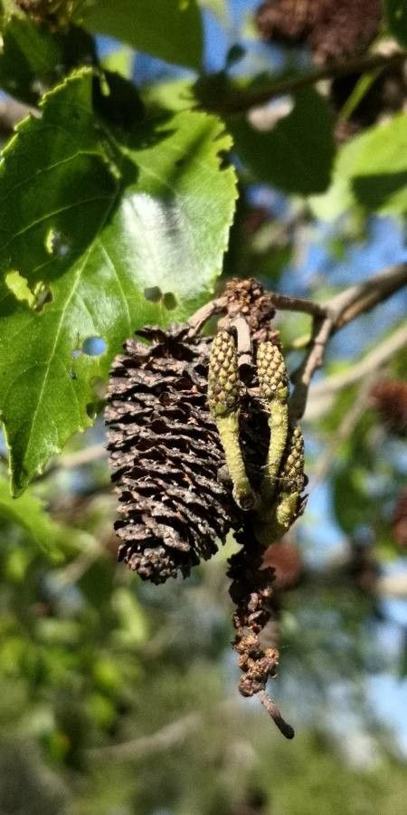 Alnus x spaethii flower