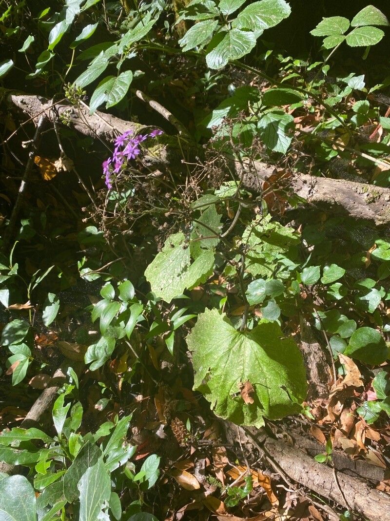 Pericallis papyracea habit